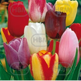 Hectarul - Bulbi de lalea Triumph Mixed, 5 bulbi